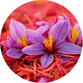Astragalus Root Extract